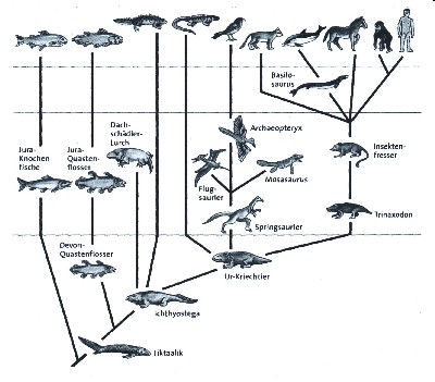 Evolutionsbaum